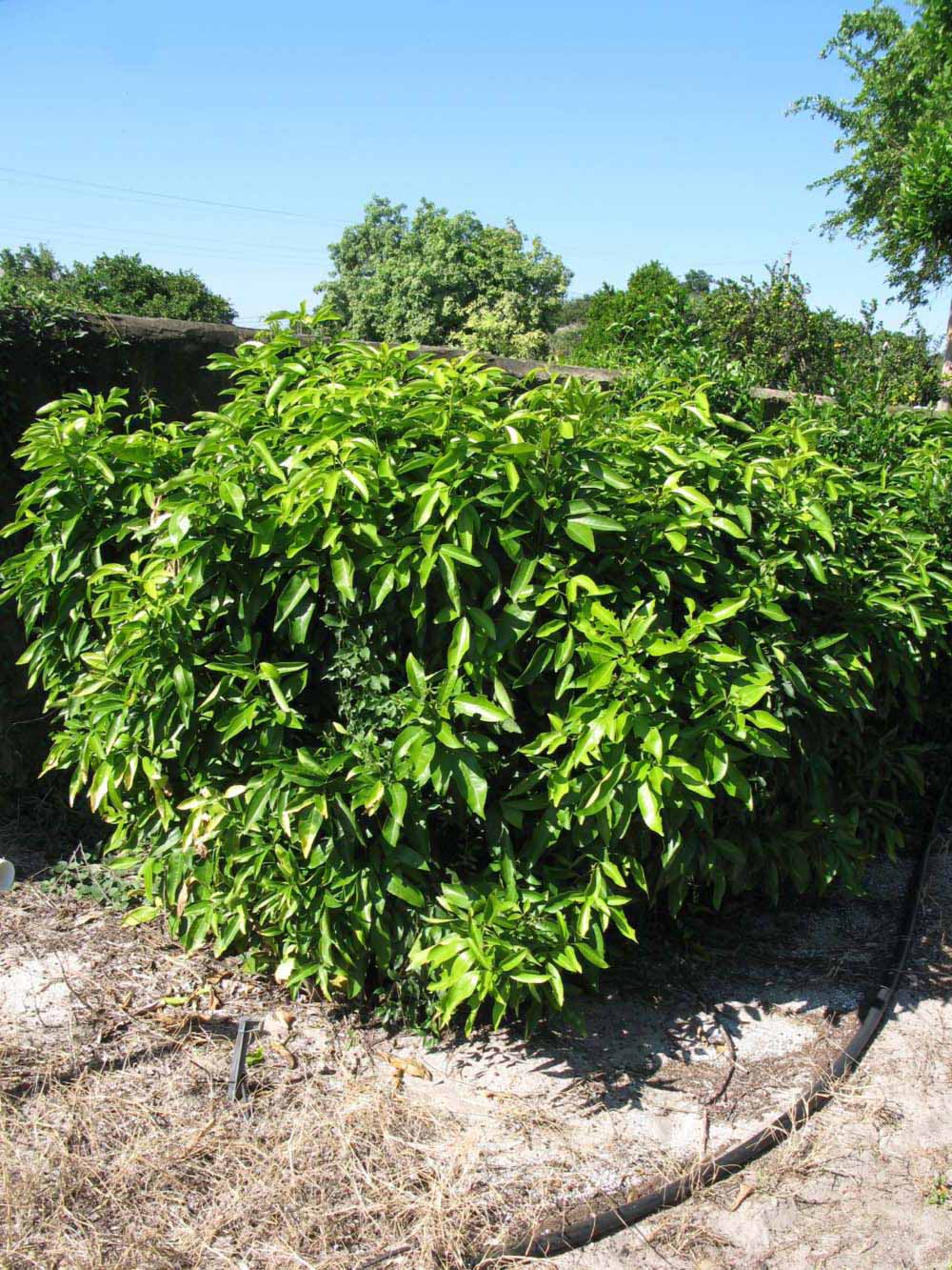            Habit (Winter Haven, FL)   